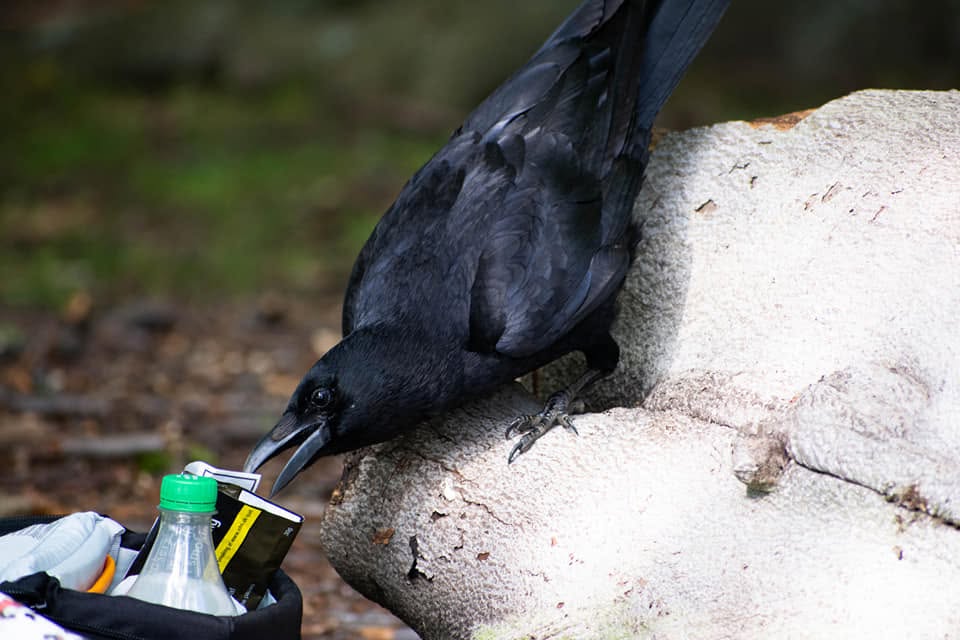 Crow investigating a bag