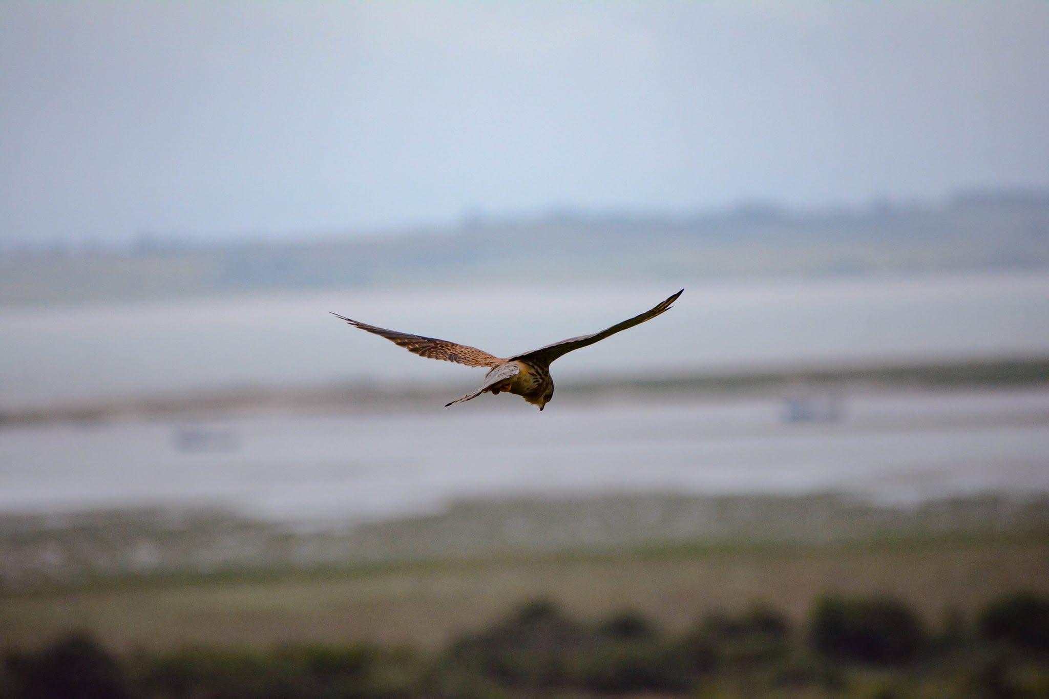 Bird of prey flying over the coast