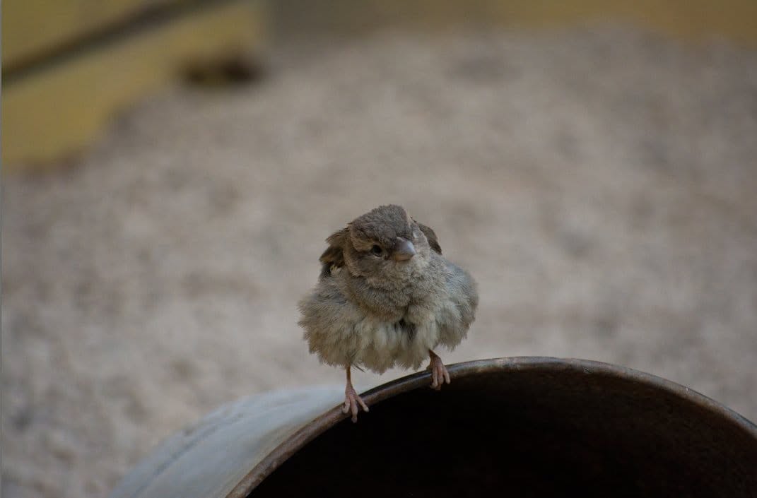 Small bird perched outdoors