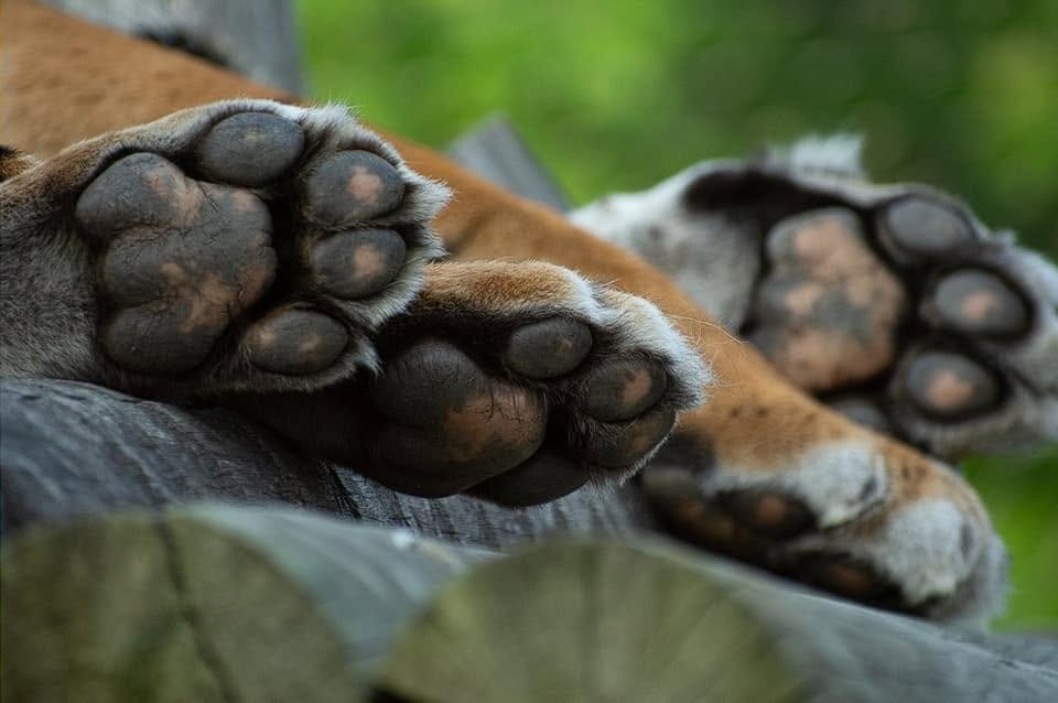 Close-up photograph of animal paws
