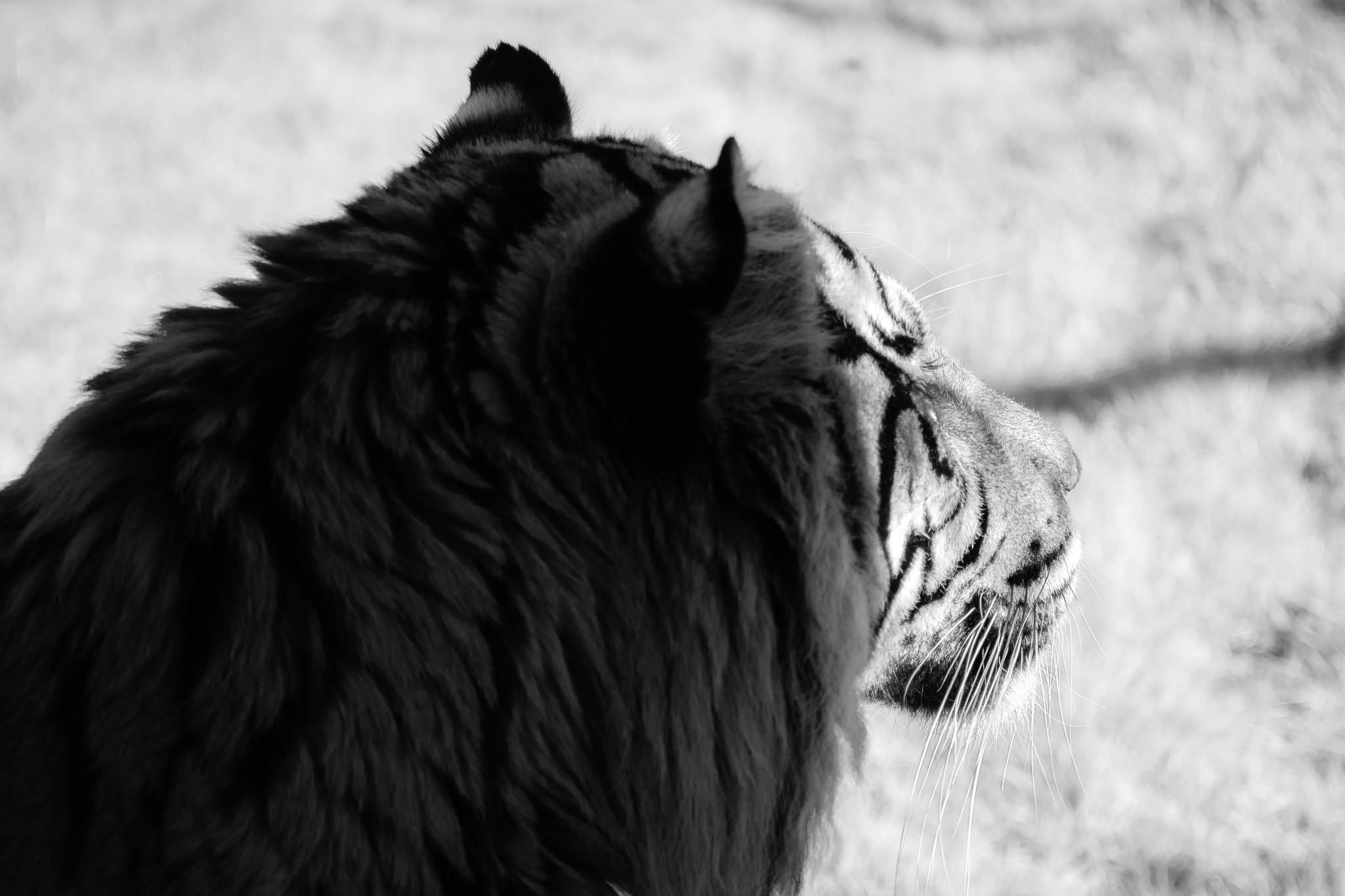 Black and white tiger portrait