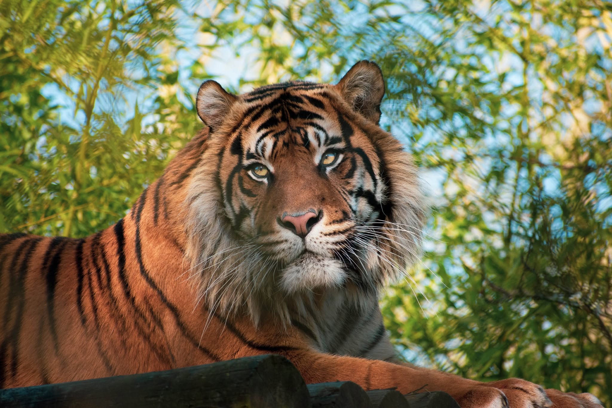 Tiger portrait