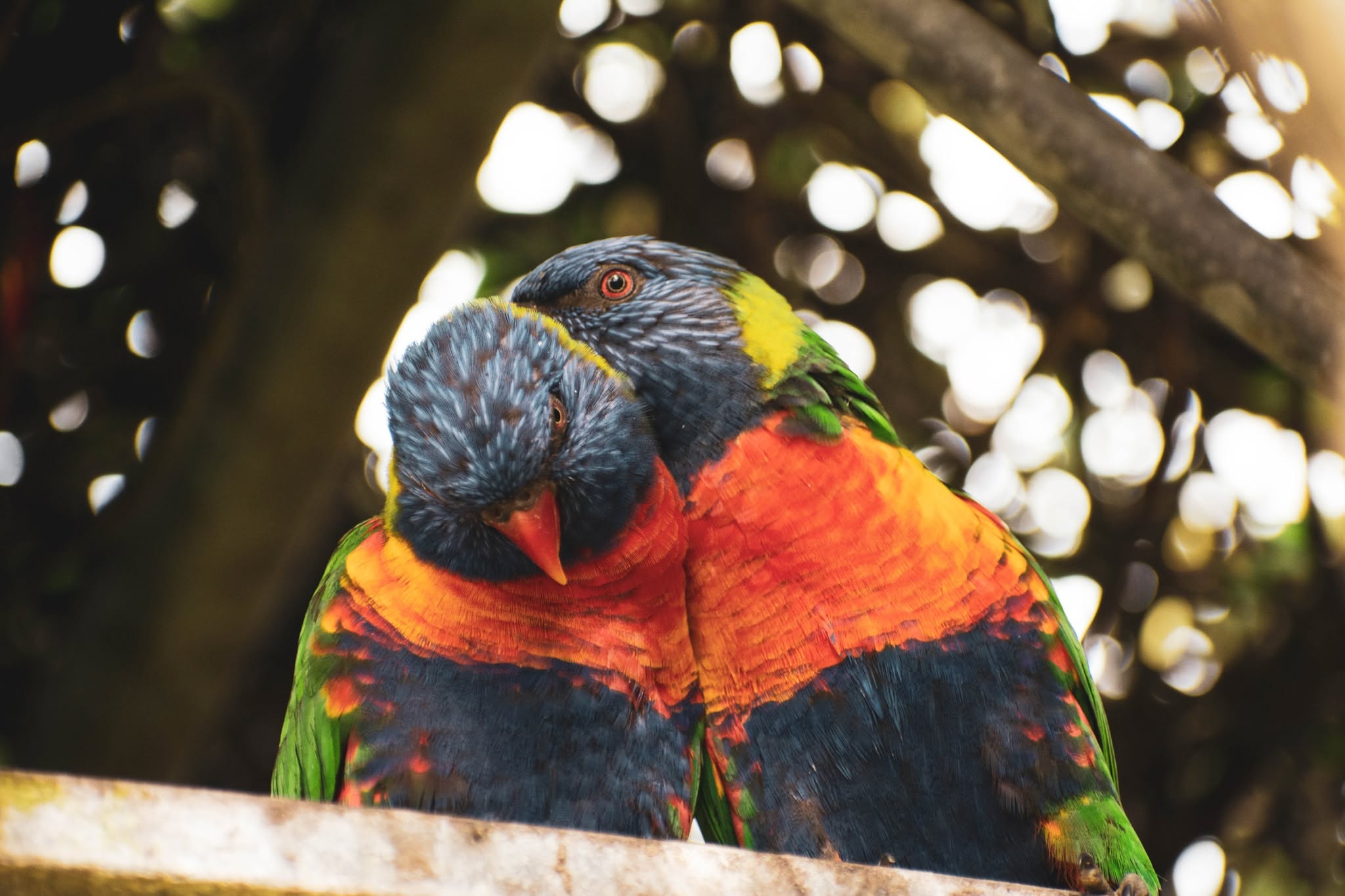 Two colourful parrots
