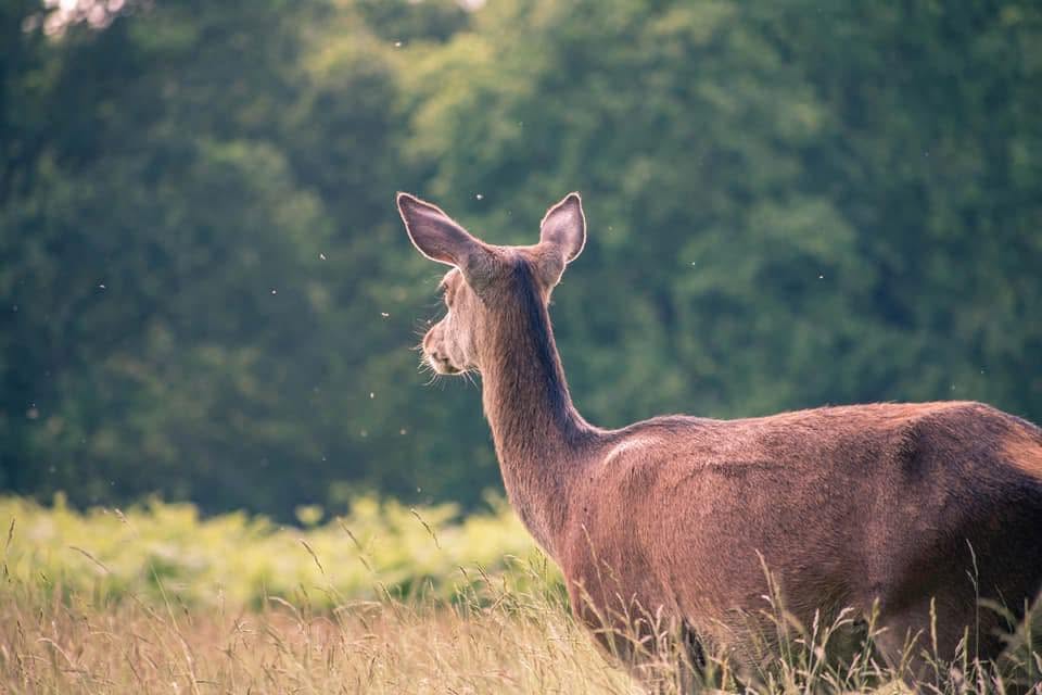 Deer standing in a meadow
