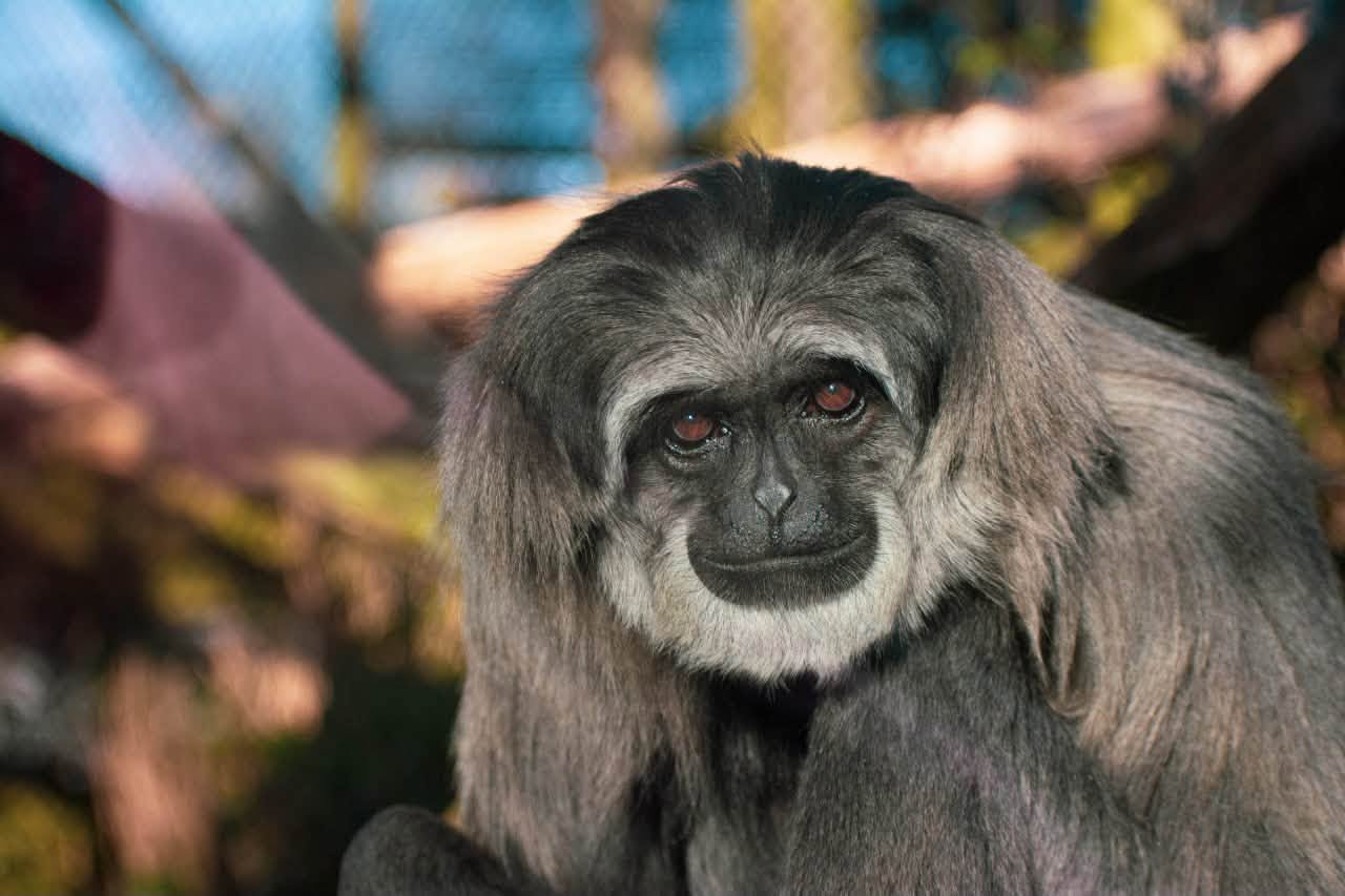 Primate portrait