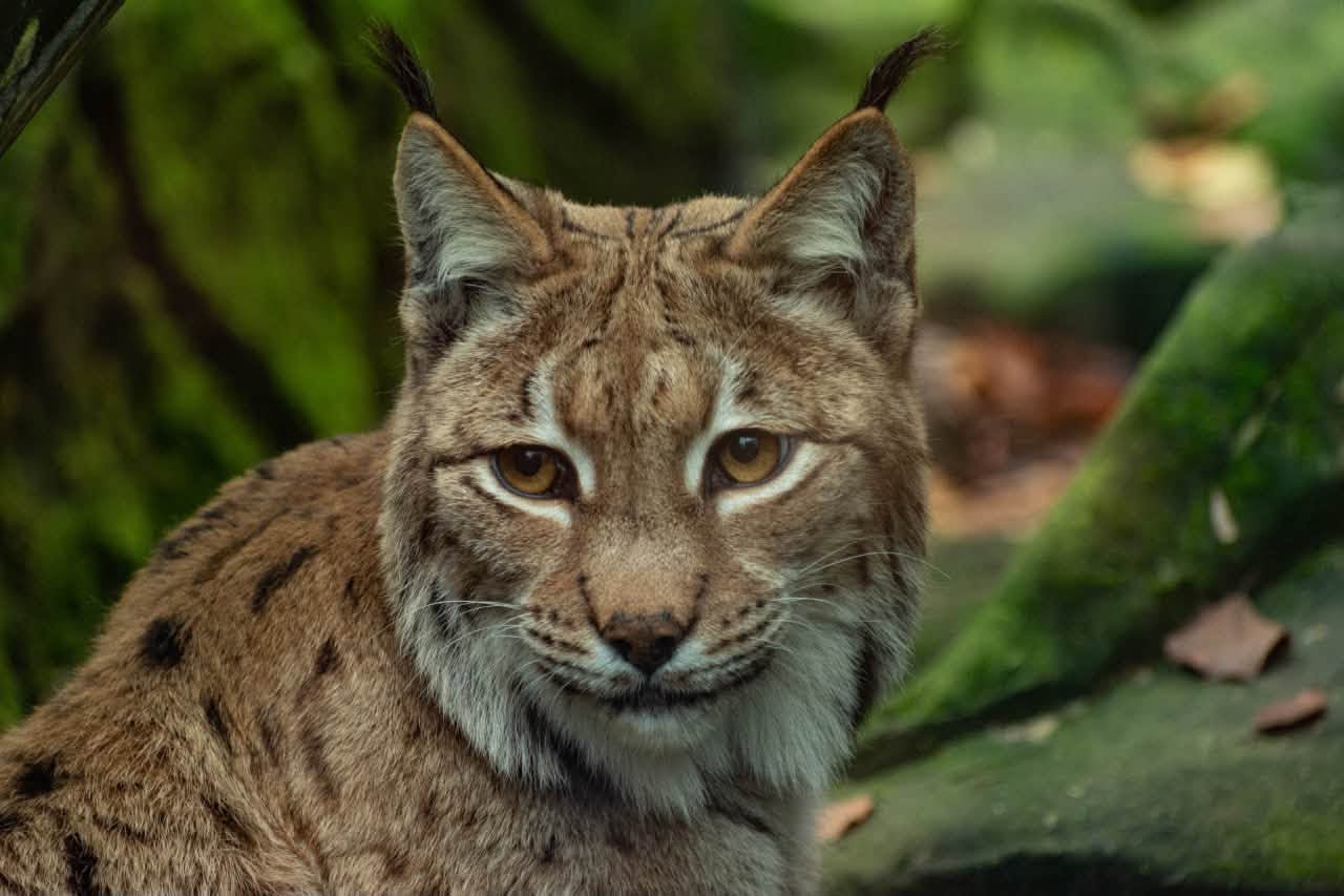 Lynx portrait