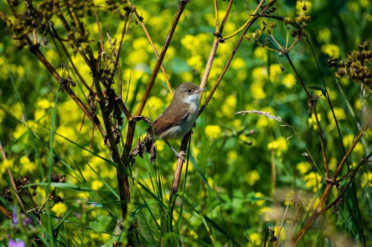 Small bird amongst wild plants and flowers