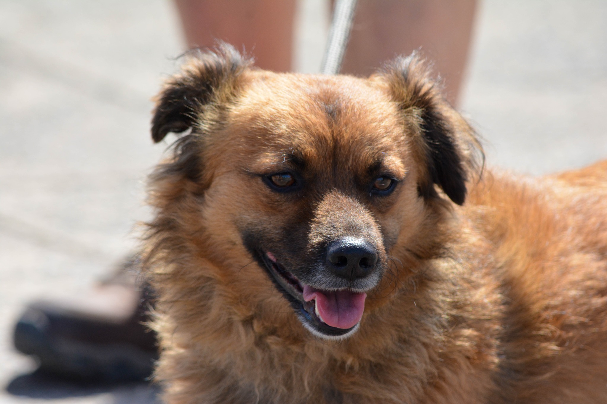 Happy brown dog outdoors
