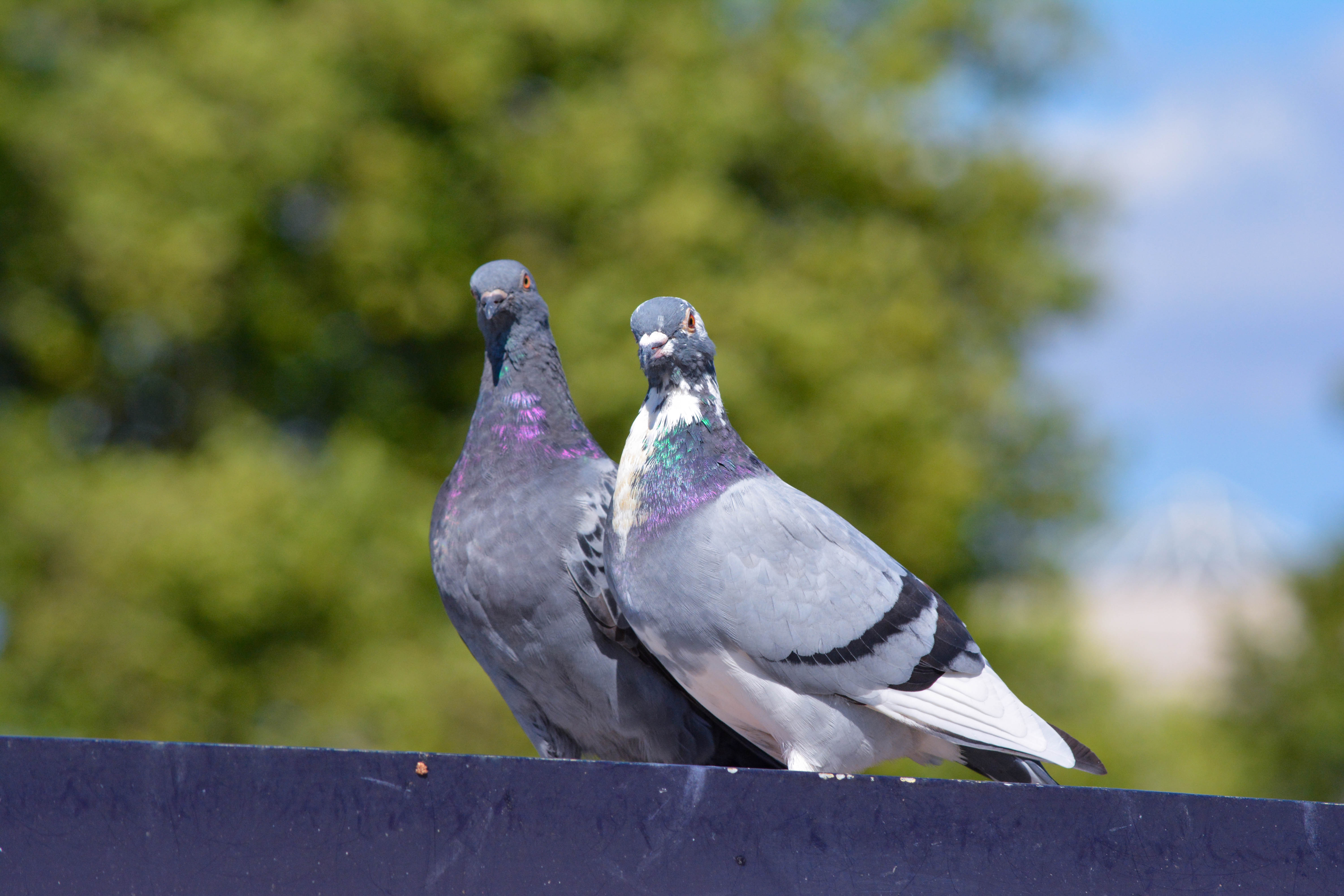 Two pigeons outdoors