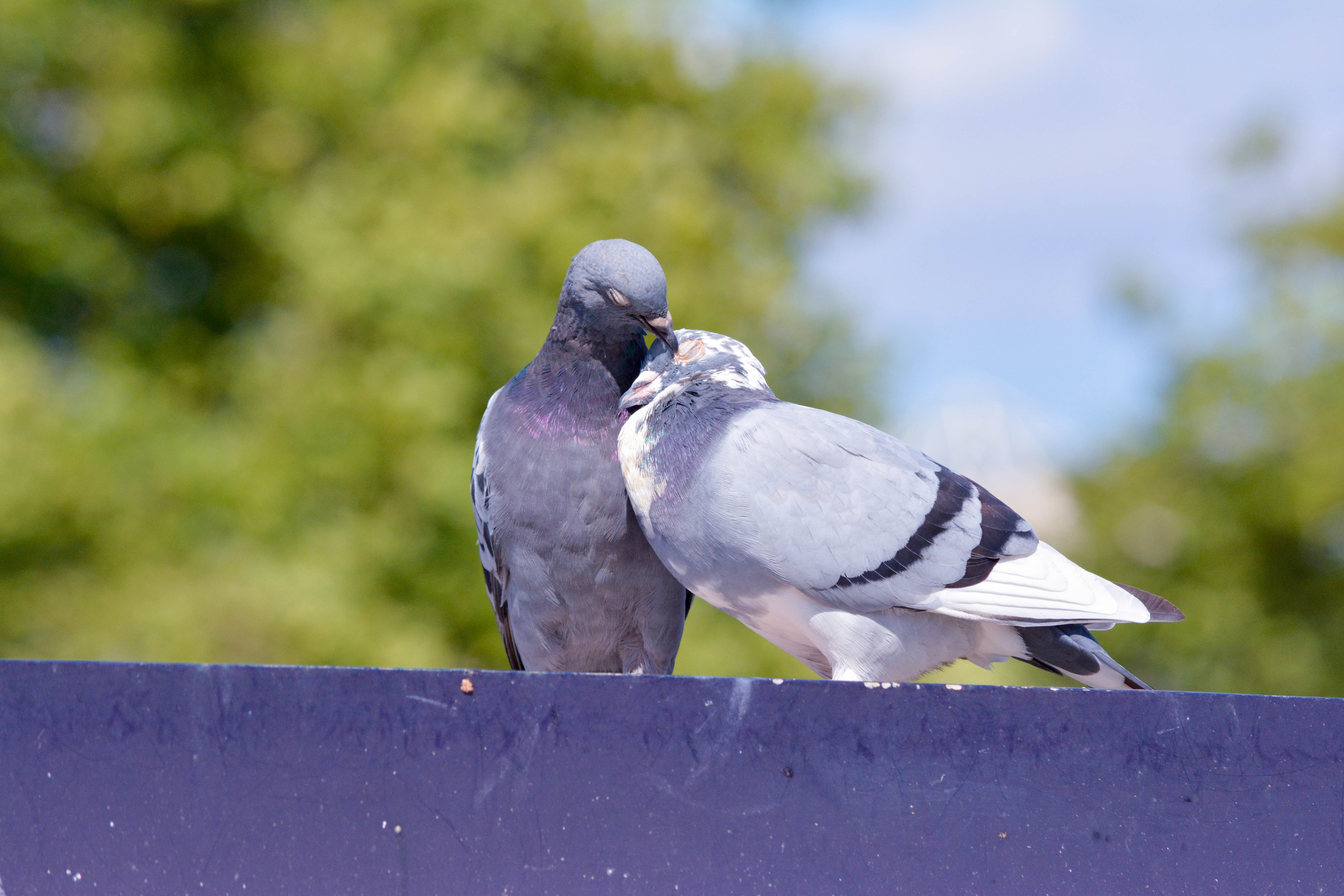 Two pigeons interacting