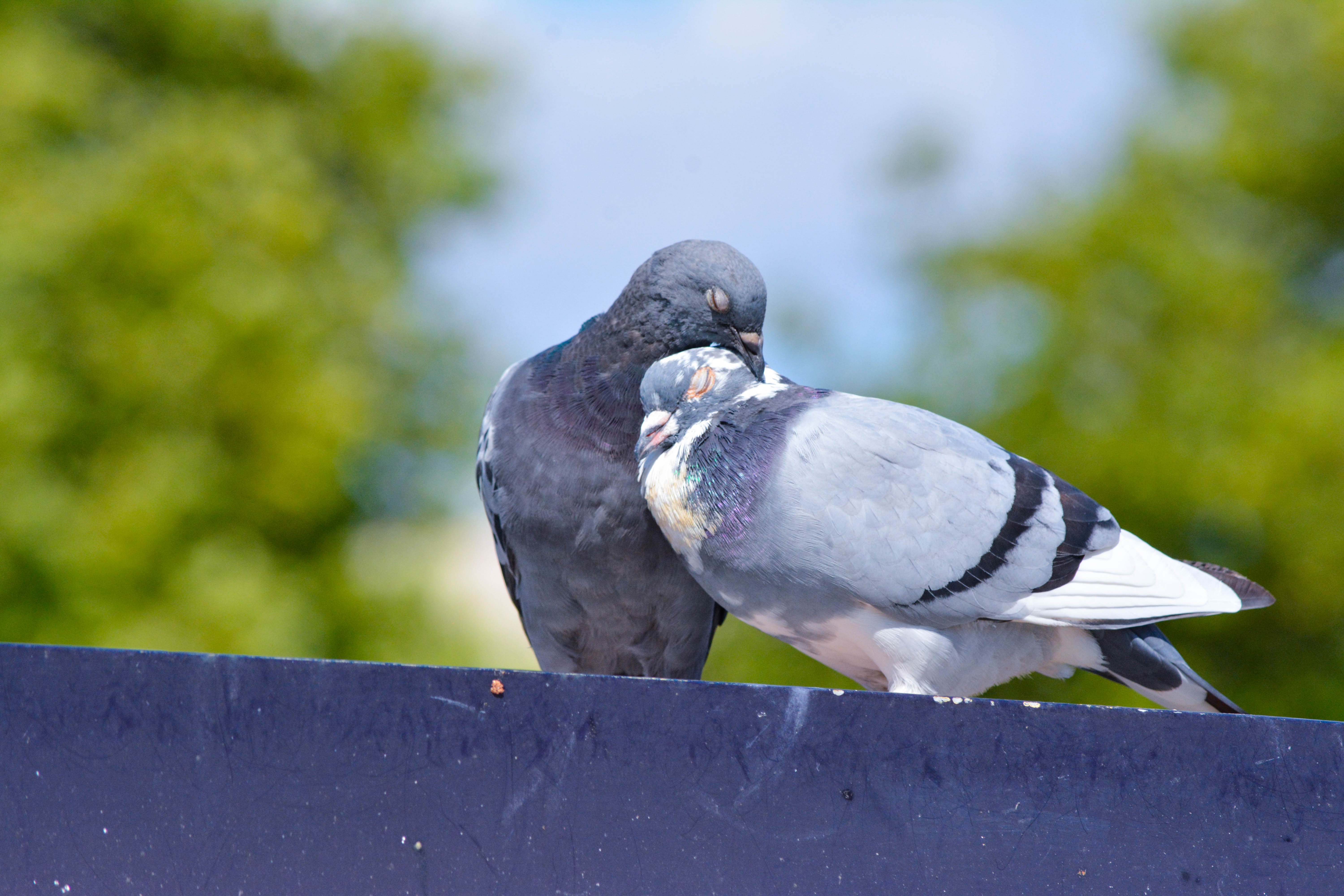 Two pigeons resting together