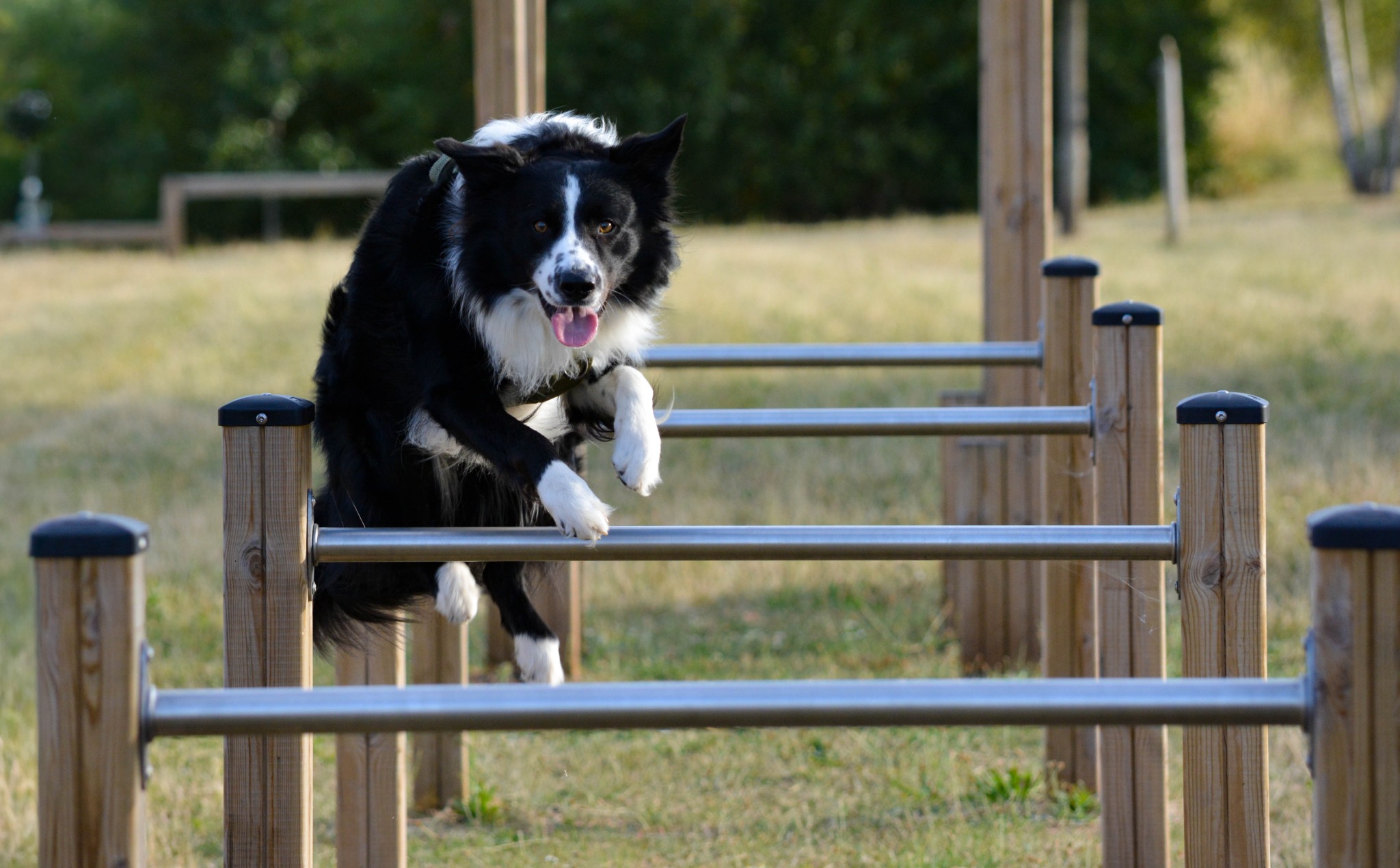 Border collie playing outdoors