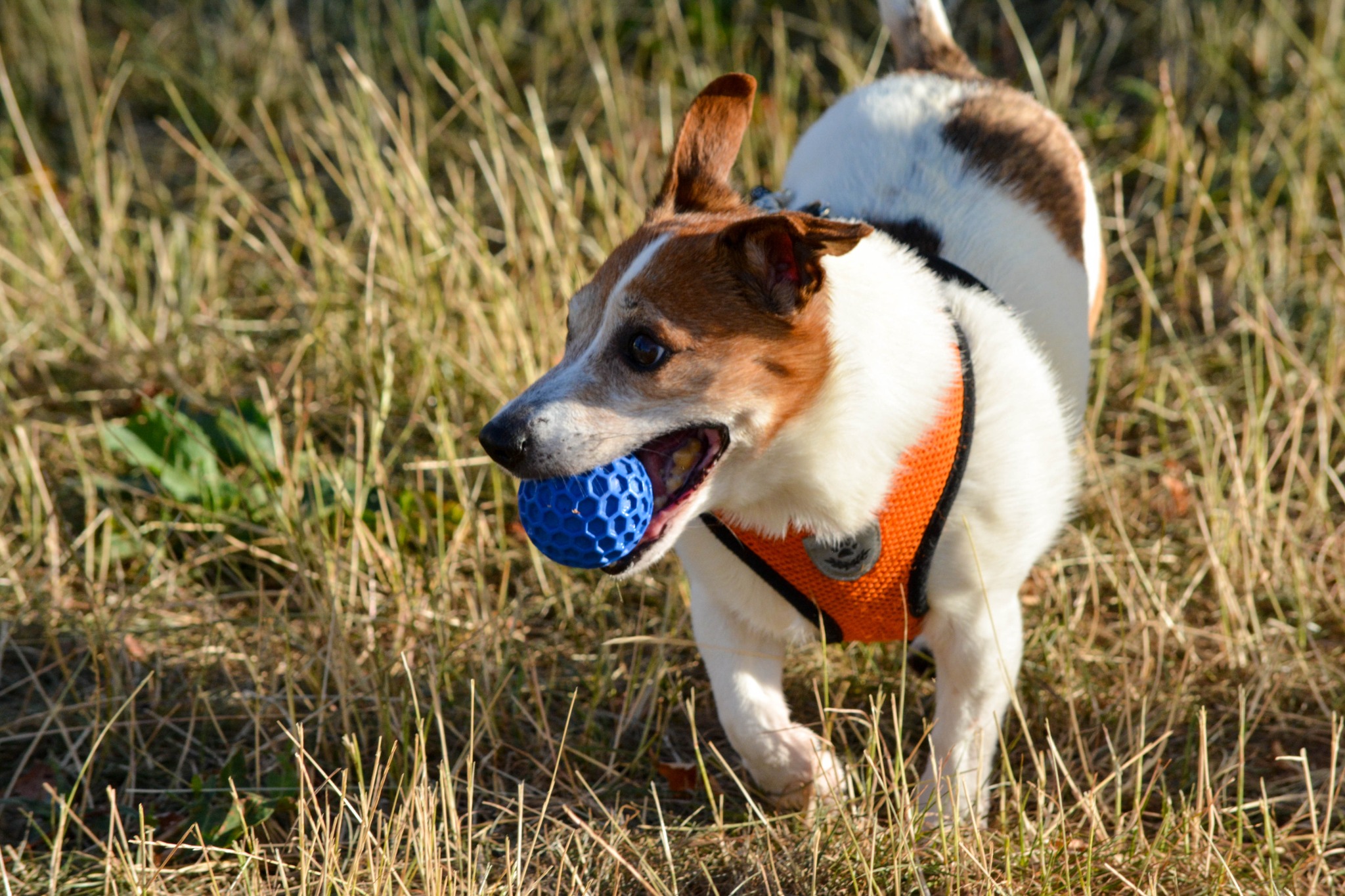 Small dog exploring long grass