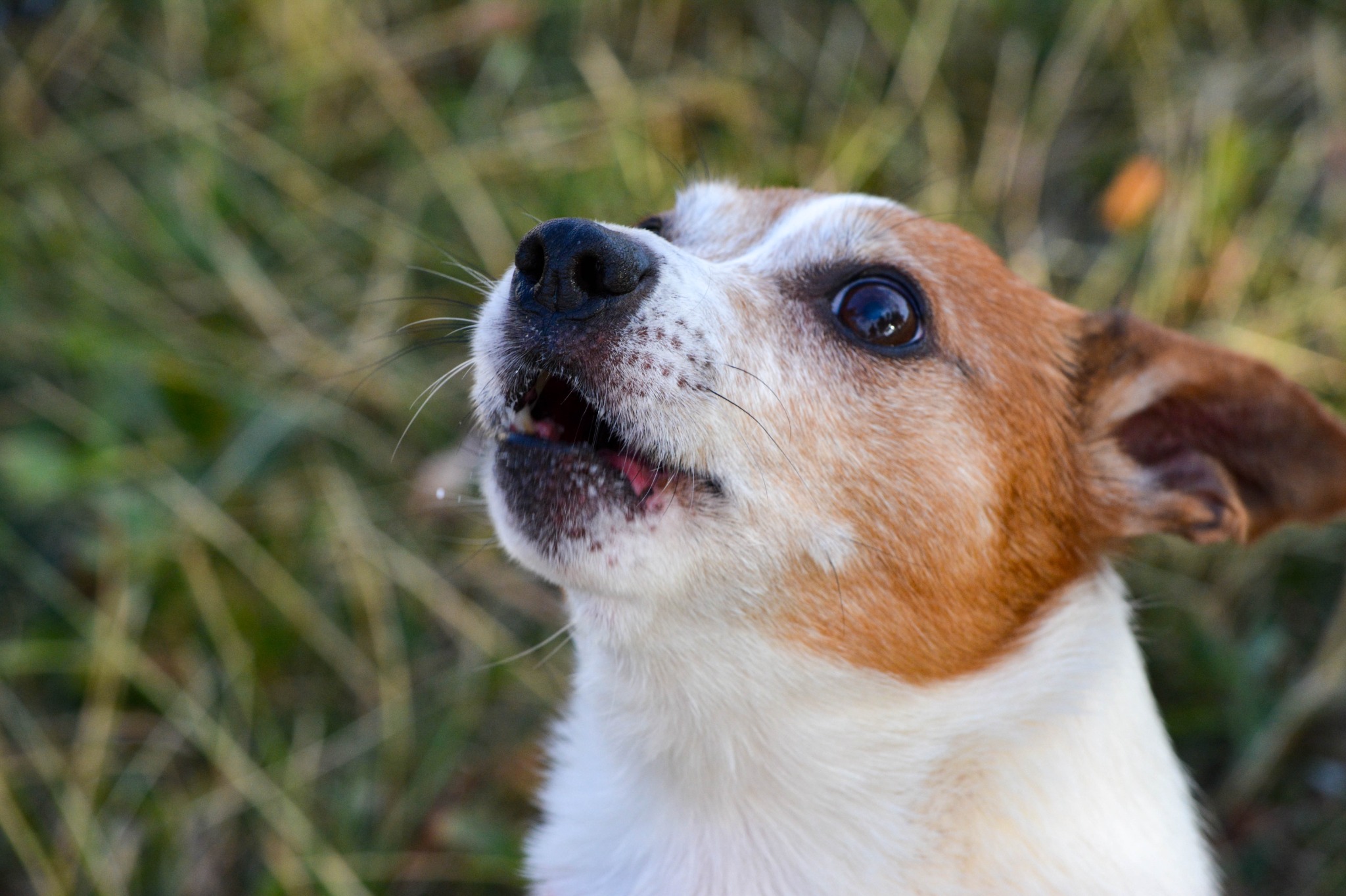 Dog looking up in a meadow