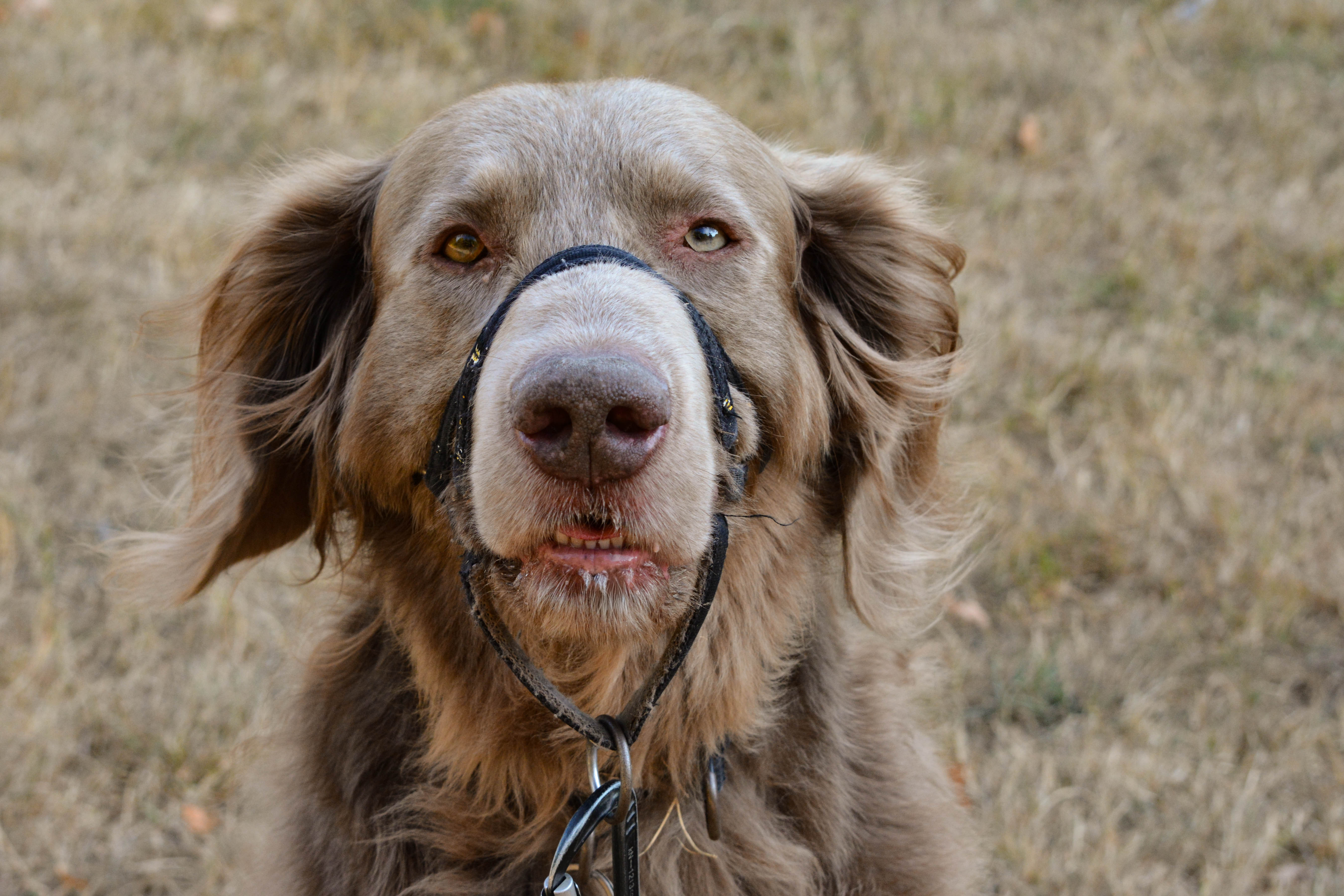 Dog portrait in natural light
