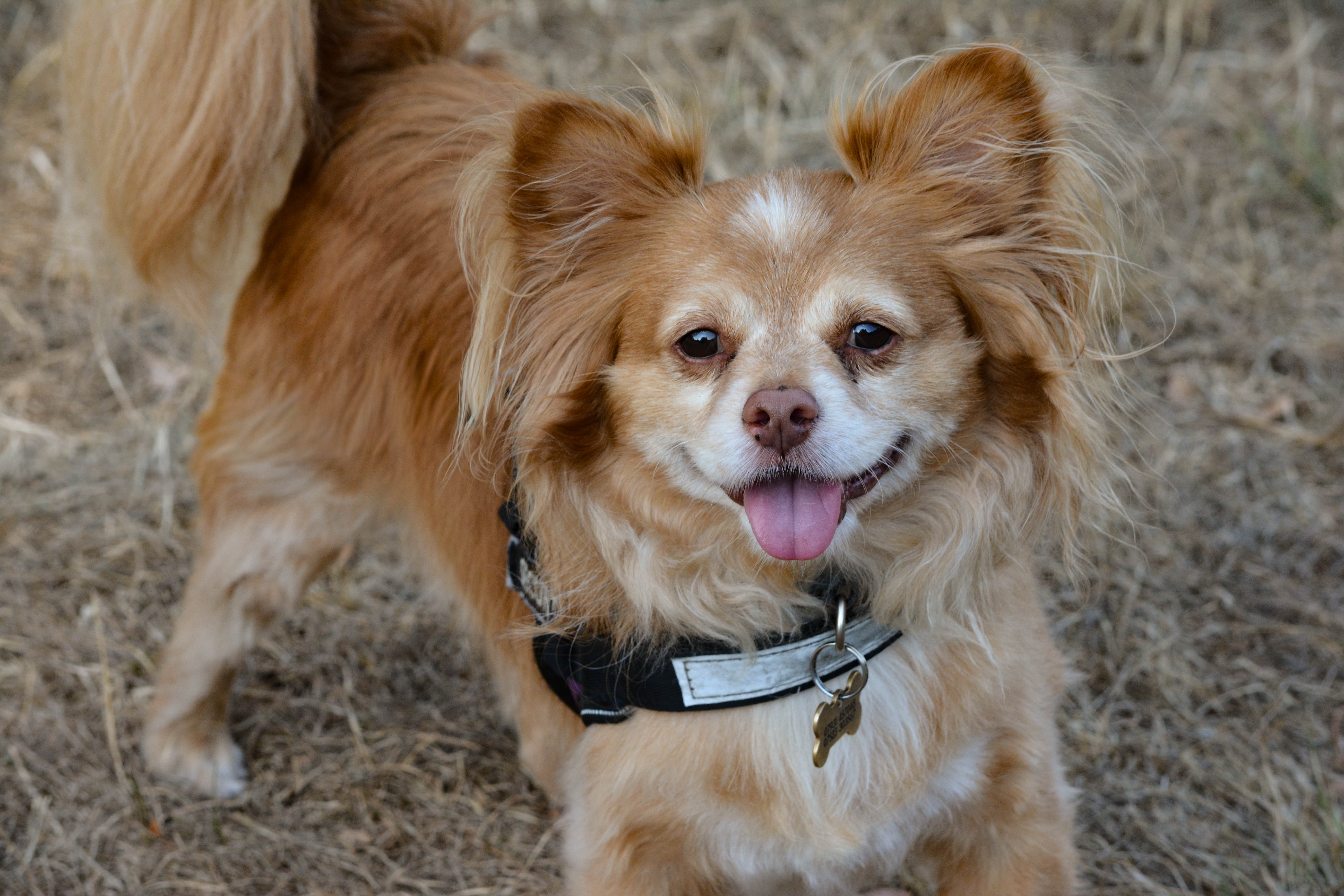 Small dog outdoors