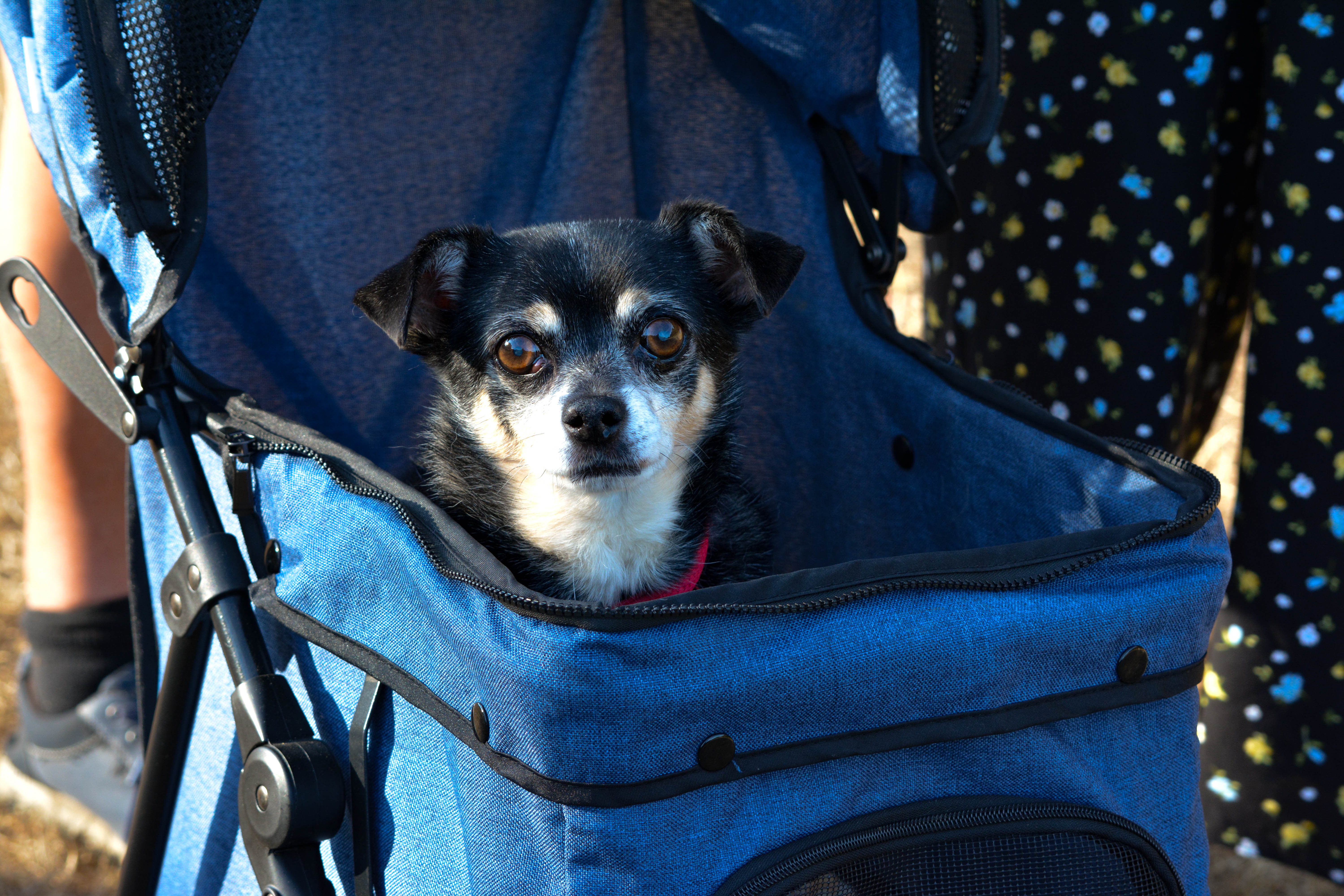 Small dog portrait