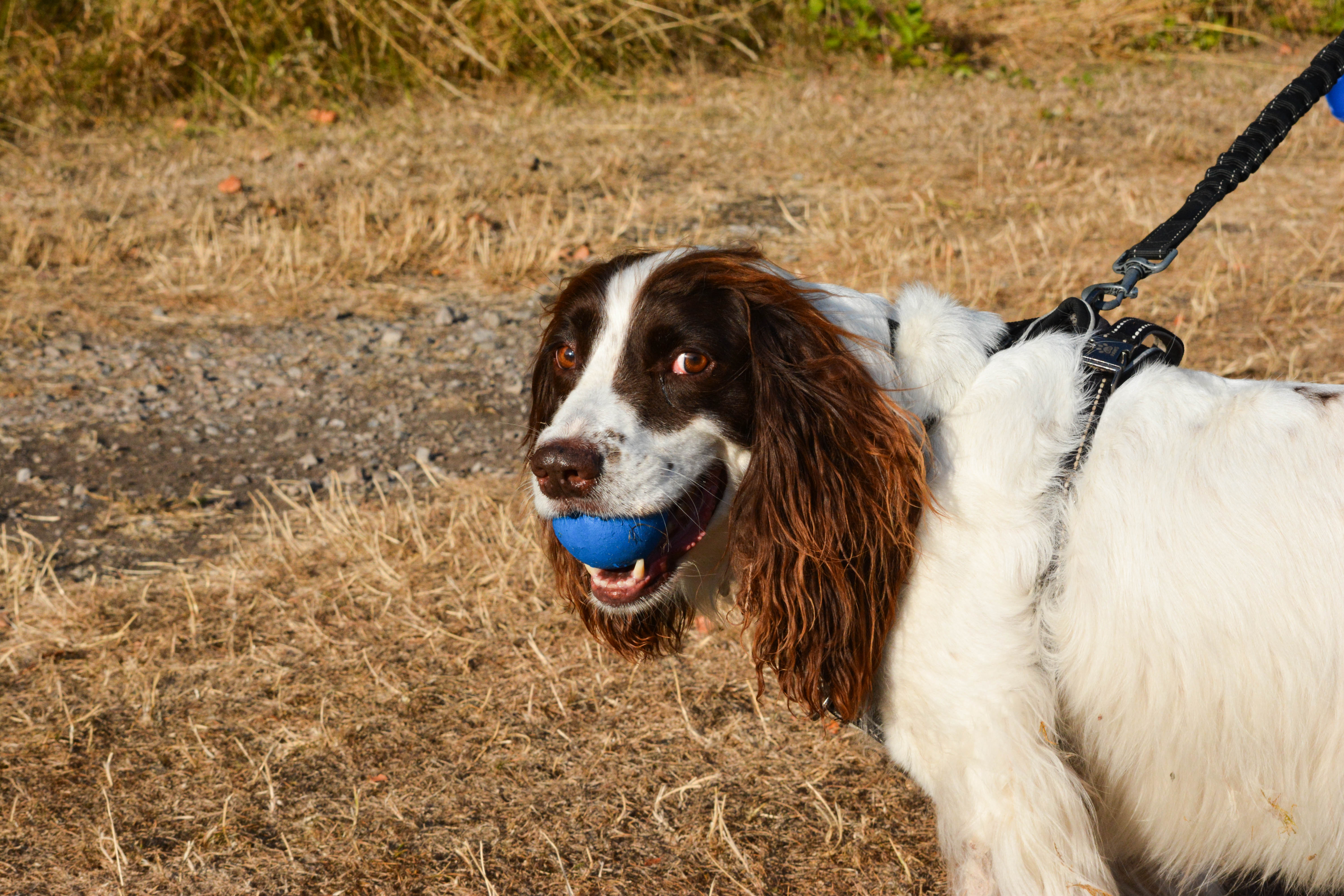 Spaniel playing with a ball