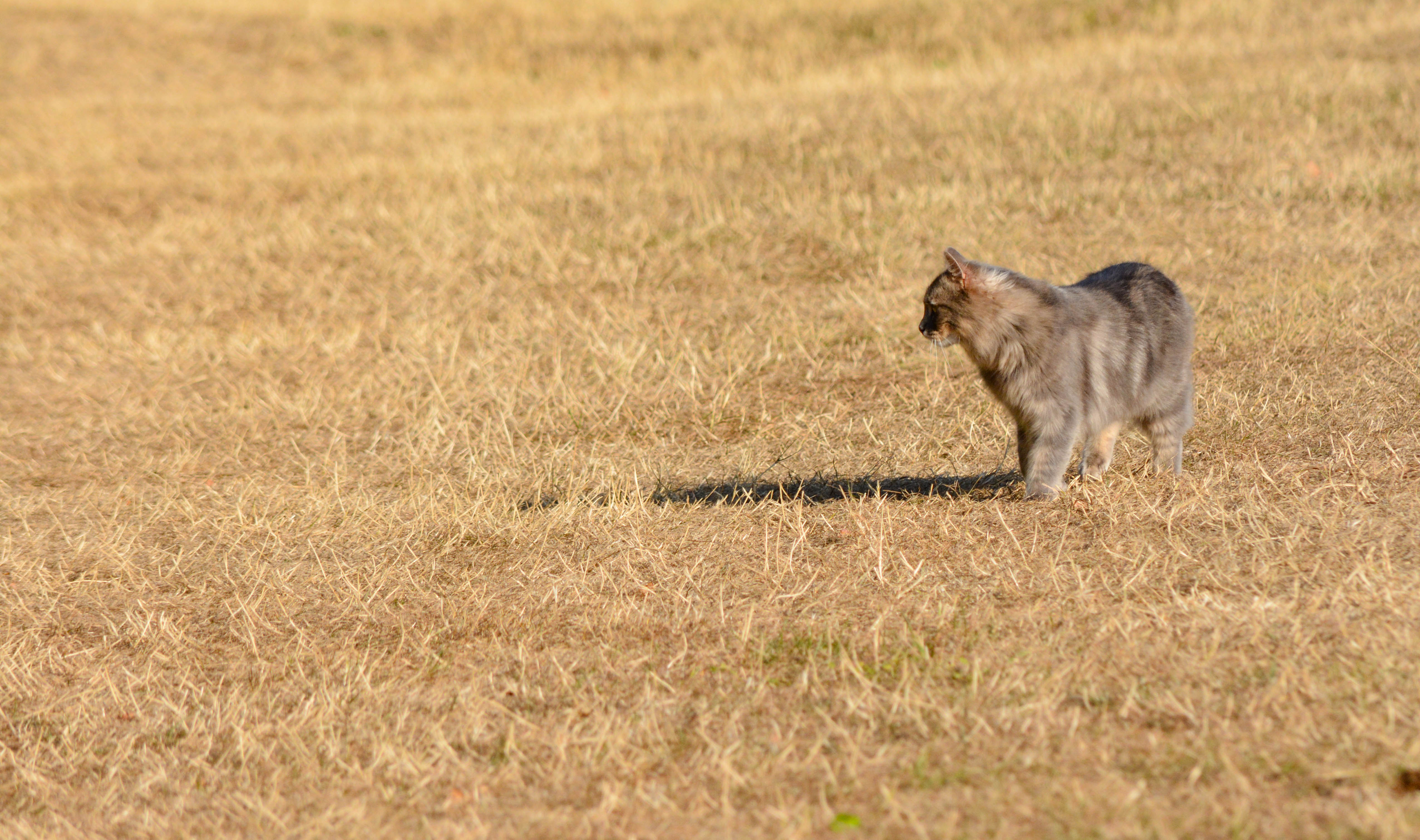 Dog enjoying an outdoor location