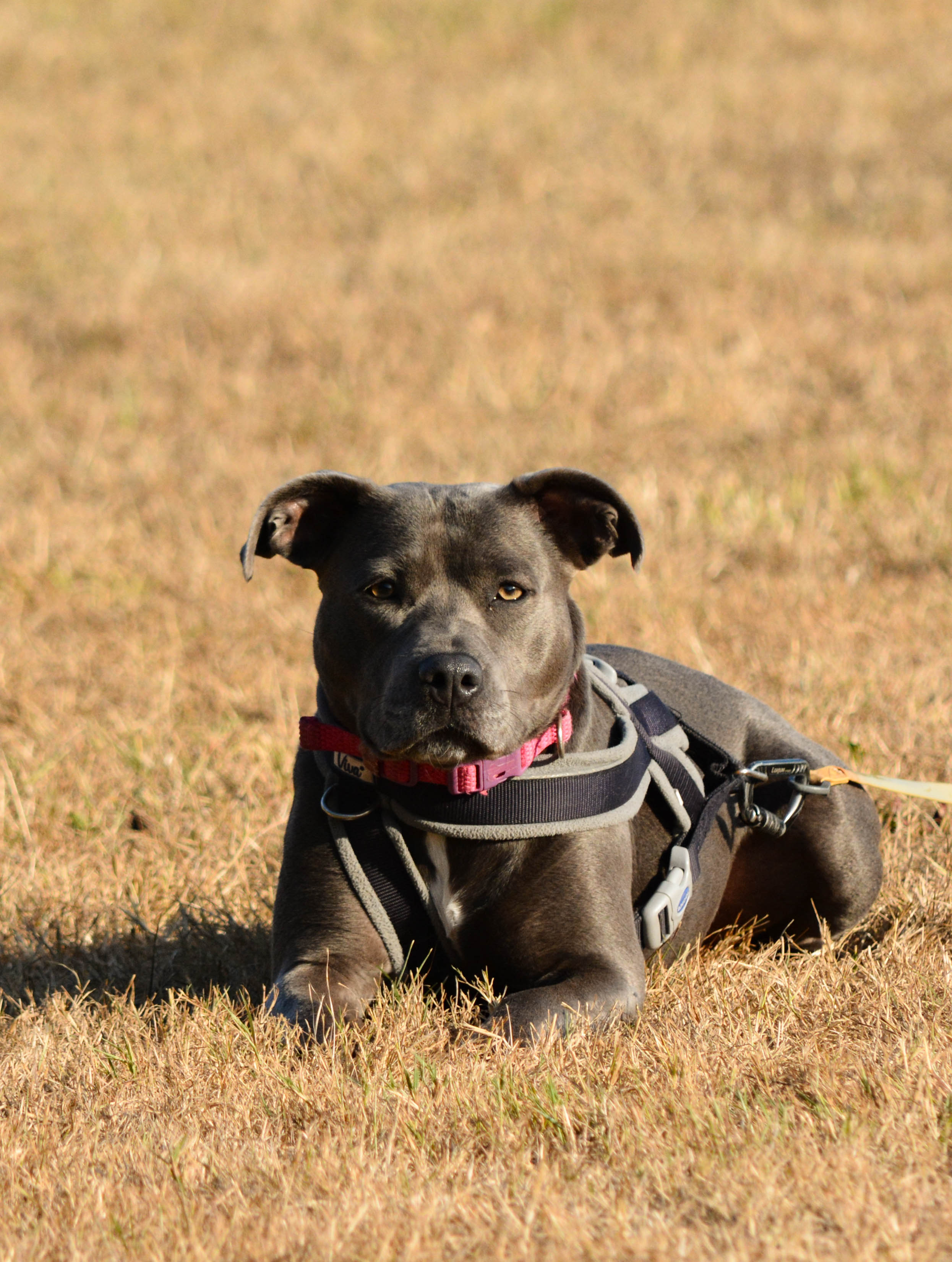 Dog relaxing outdoors